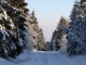Forêt de Courbanges en hiver