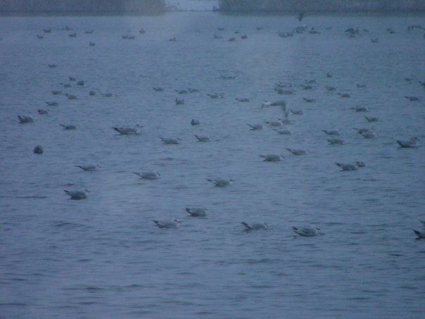 Les canards du Canal sous la neige - Hérouville-Saint-Clair