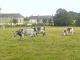 Les vaches de Saint germain du pert