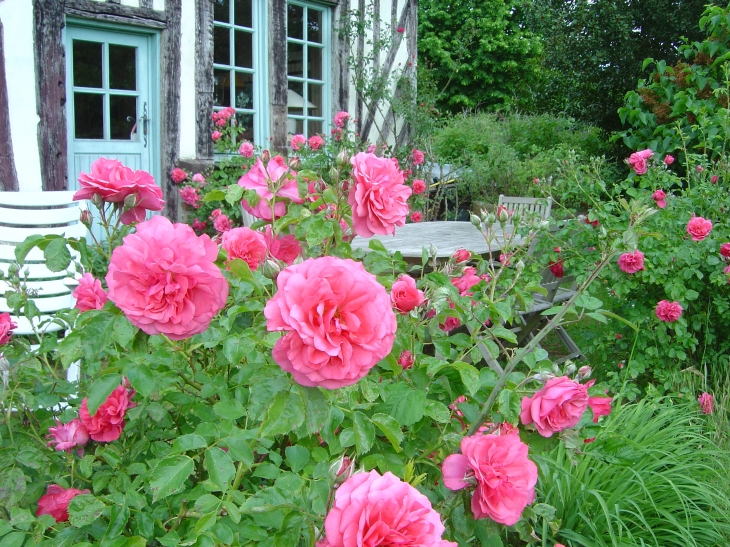 Roses du jardin - Sainte-Marguerite-de-Viette