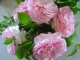 Photo précédente de Sainte-Marguerite-de-Viette Ambiance rose