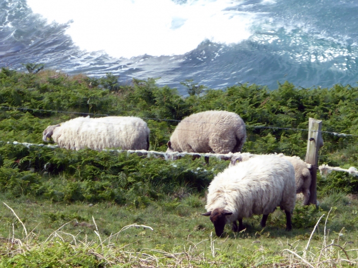 Moutons de pré salé - Auderville