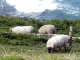moutons de pré salé