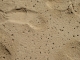 trous de vers dans le sable