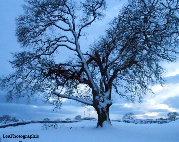 Arbre sous la neige photo prise par Léa - Besneville