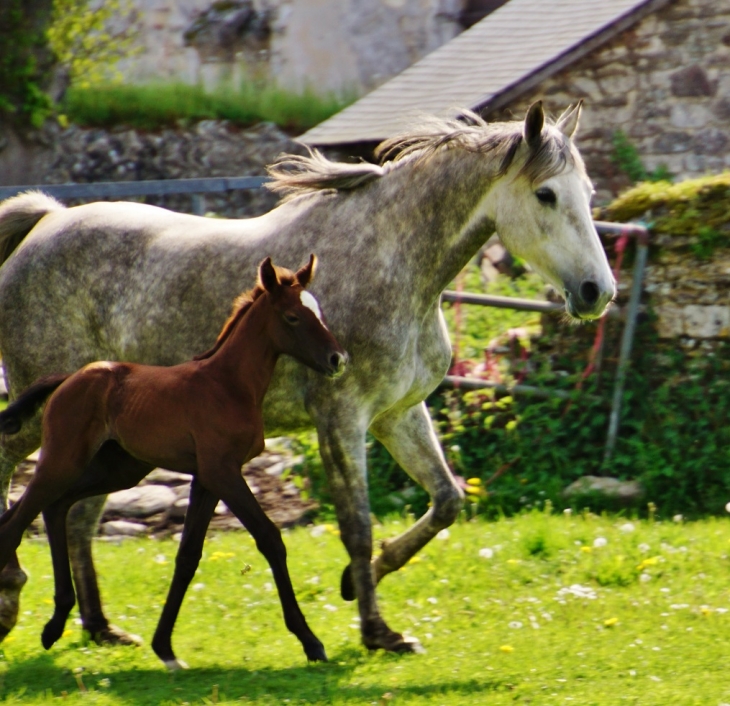 Haras de L'Abbaye - Cerisy-la-Forêt