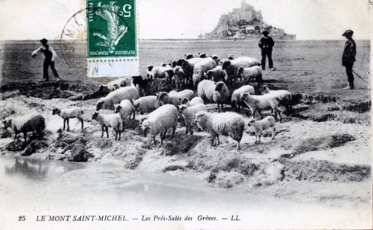 Les prés salés des grèves, vers 1910 (carte postale ancienne). - Le Mont-Saint-Michel