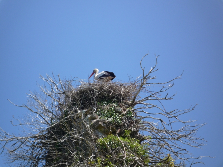 Cigogne sur son nid - Saint-Fromond