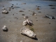 Photo suivante de Saint-Germain-sur-Ay Laisse de mer - coquilles d'huitres