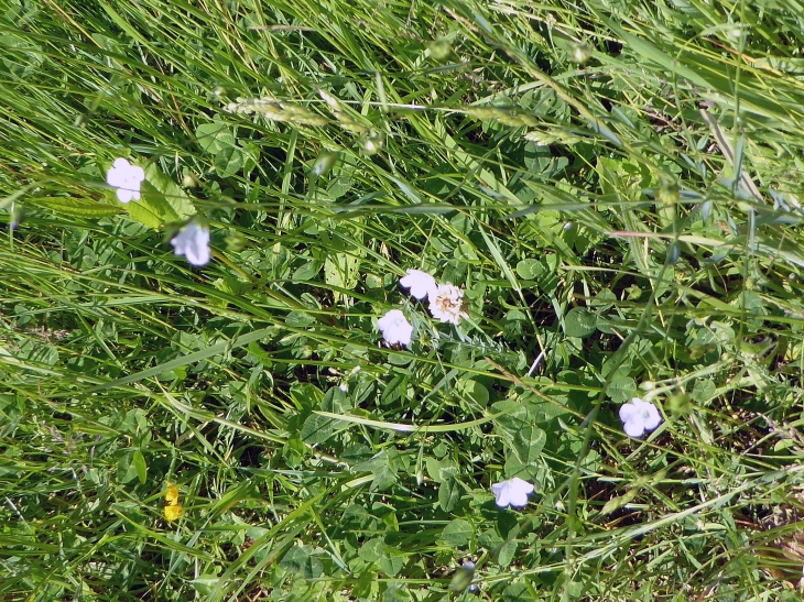 Fleurs de lin - Surtainville