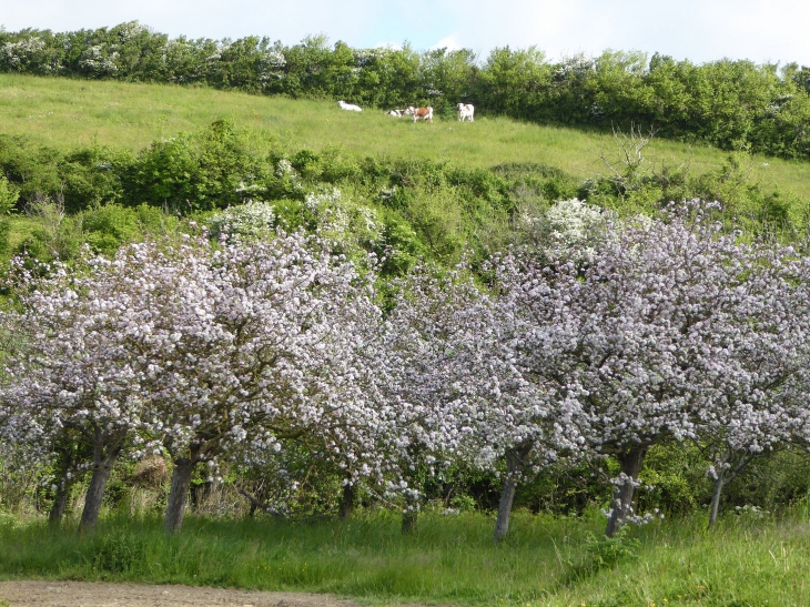 Côté terre : pommiers en fleurs et vaches normandes - Surtainville