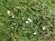 Photo suivante de Surtainville fleurs de lin