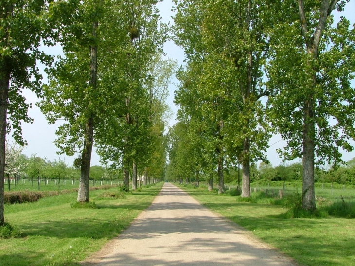 L'Avenue d'Avernes St. Gourgon - Avernes-Saint-Gourgon