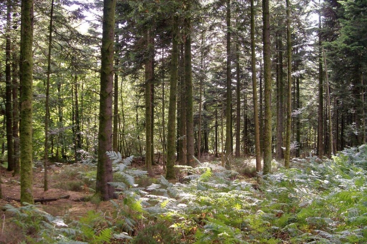 Forêt d' Ecouves à Fontenai les Louvets. - Fontenai-les-Louvets
