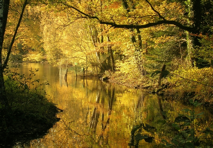 Le bout de l'étang de Fontenai - Fontenai-les-Louvets
