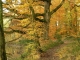 Photo précédente de Fontenai-les-Louvets Le Chêne de l'étang de Fontenai