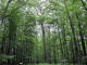 le chêne de l'Ecole (des Eaux et Forêts) : 340 ans 42m
