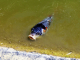 parc animalier de l'Auxois : carpe koi