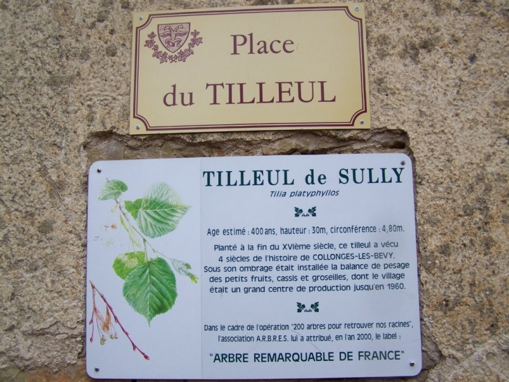 Collonges les Bévy la plaque du tilleul de Sully - Collonges-lès-Bévy