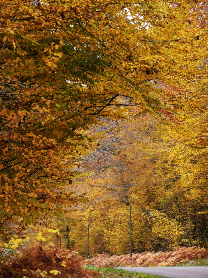 Entrée de la Forêt domaniale - Champlecy