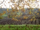 Photo suivante de Moroges Pluie d'or sur les vignes
