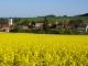 Panorama avec colza en fleur