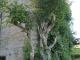 le château de Bienassis : arbuste grimpant remarquable