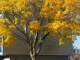 Photo suivante de Ploufragan La beauté des arbres en automne