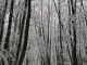 le bois de St Etienne du gué de l'Isle sous la neige