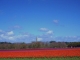 Photo suivante de Plomeur champ de tulipes