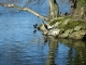 Cormoran sur l'îlot de l'étang