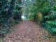 Chemin de randonnée à Pleine Fougères...