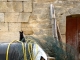 Photo suivante de Bieuzy Le chat de la maison ancienne.