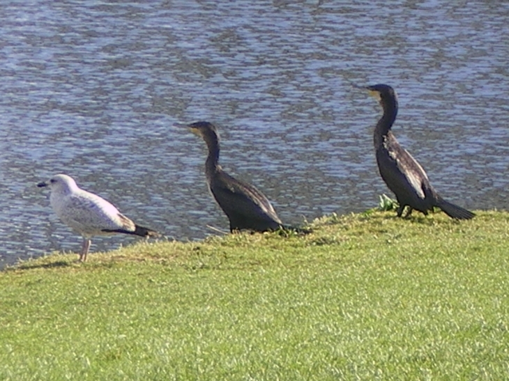 Un goëland et deux cormorans - Lanester