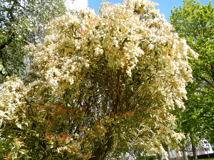 Arbuste en fleur au parc du Plessis - Lanester