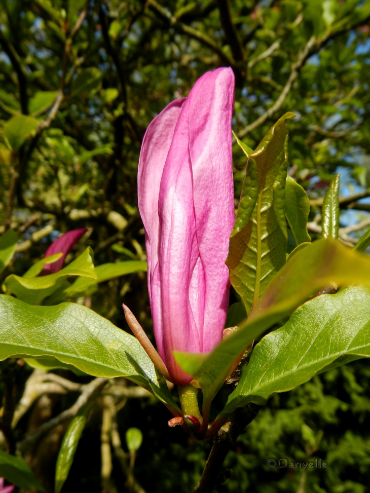 Magnolia au parc du Plessis - Lanester