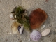 Coquillages et crustacés sur la plage de Kerhostin.