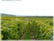 Les vignes à Crézancy