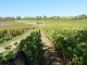 Photo précédente de Montigny les vignes 