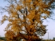 Mévoisins arbre en automne