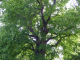abbaye de la Sainte Trinité : le tilleul révolutionnaire arbre remarquable