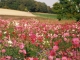 Photo suivante de Varennes Varennes fleurie