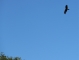 Le vol d'un milan noir au dessus de la boucle du Pin.