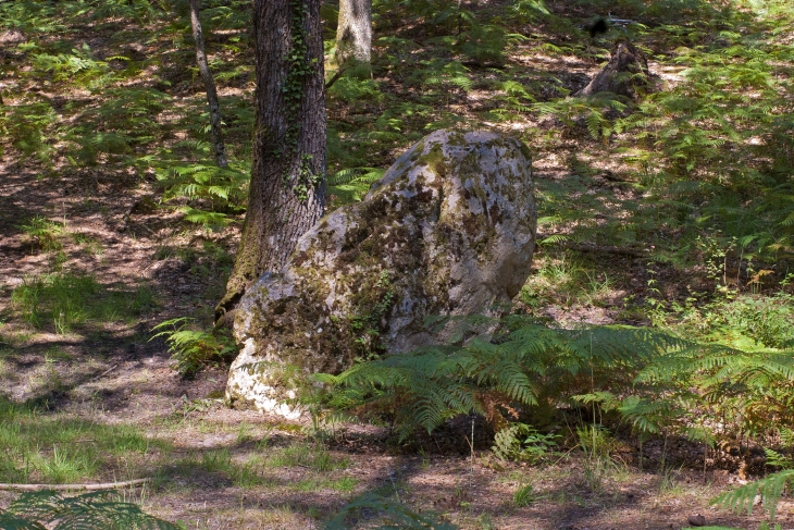 La « pierre Fitte » ou « pierre Frite » est un menhir antérieur à la période gallo-romaine.  Il est situé dans la forêt de Grobois au lieu-dit du Champ-du-bois, il est nommé « Menhir de la Pierre-frite de Grandmont ». - Noyers-sur-Cher