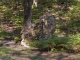 Photo suivante de Noyers-sur-Cher La « pierre Fitte » ou « pierre Frite » est un menhir antérieur à la période gallo-romaine.  Il est situé dans la forêt de Grobois au lieu-dit du Champ-du-bois, il est nommé « Menhir de la Pierre-frite de Grandmont ».