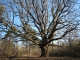 Le chêne des Chambrais, 6m80 de circonférence, sur le territoire de la commune, situation géographique  pour les argonautes 47°43'52.87N - 2°06'41.06E .