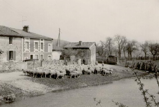 Moutons à la rivière - Baudrecourt