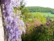 Glicine et lilas ,eglise de Vignes