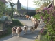 Quand les vaches de m. Belot traversent le village .