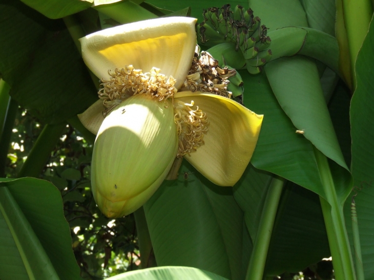 Fleur de bananier - Cademène
